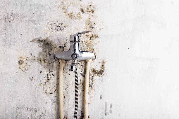 Best Home Mold Removal  in New Bern, NC