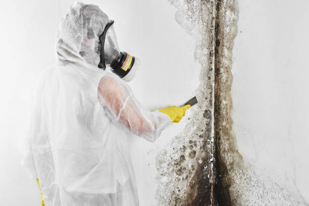 Best Crawl Space Mold Removal  in New Bern, NC