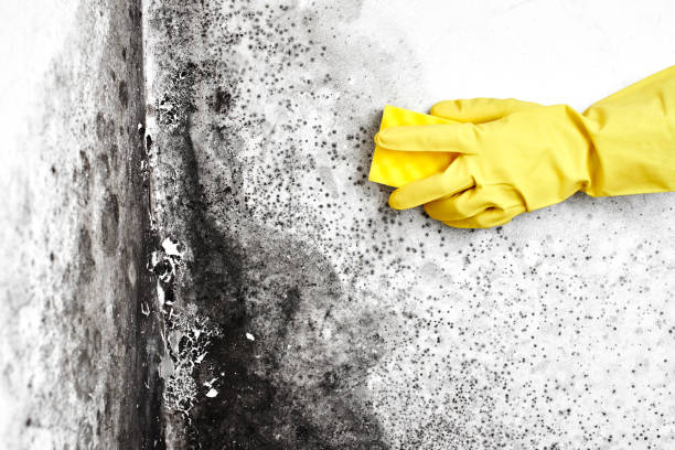 Best Mold Testing  in New Bern, NC
