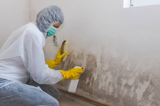 Best Mold Testing  in New Bern, NC