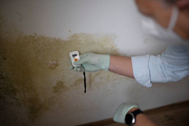 Best Mold Cleaning Services  in New Bern, NC