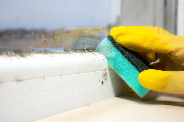 Best Mold Remediation Services  in New Bern, NC