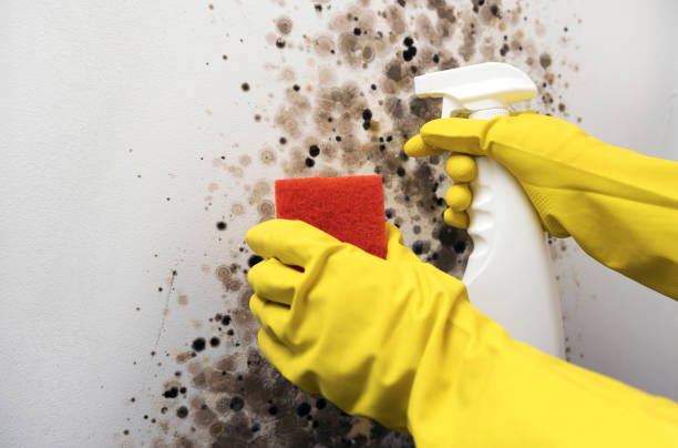 Best Local Mold Removal Service  in New Bern, NC