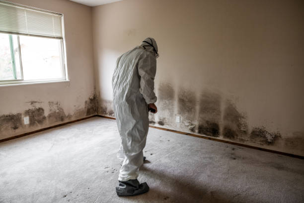 Best Residential Mold Removal  in New Bern, NC